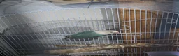 Lovebirds birds for sale: Sami tamed love bird - Advert 3