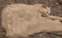 Mixed Breed cats for sale: 4 Kittens Ready to Go - Image 5