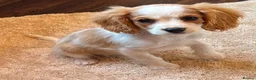 Cavalier King Charles Spaniel dogs for sale: Beautiful King Charles puppys in Stafford - Advert 3