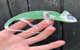 Chameleon reptiles for sale: Yemen Chameleon Babies, Normals & Pieds - Image 4