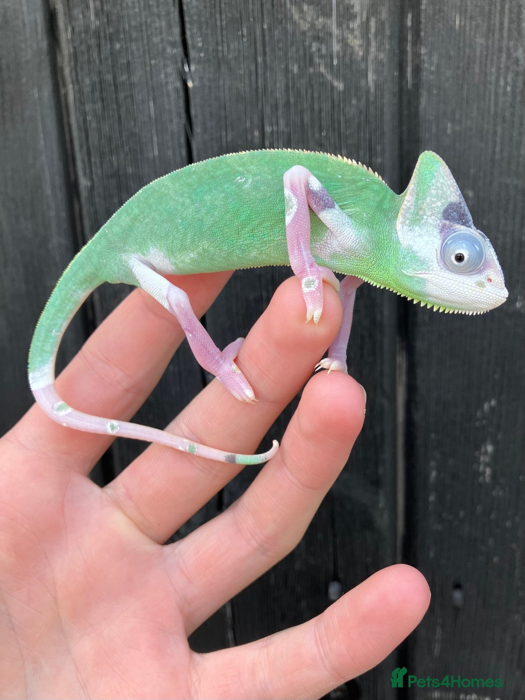 Chameleon reptiles for sale: Yemen Chameleon Babies, Normals & Pieds - Image 4