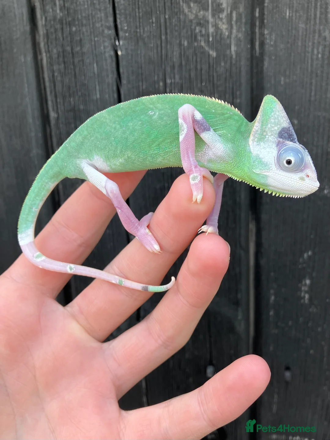 Chameleon reptiles for sale: Yemen Chameleon Babies, Normals & Pieds - Advert 4