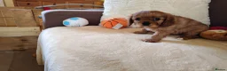 Cavalier King Charles Spaniel dogs for sale: Kc Beautiful puppies for sale. - Advert 14