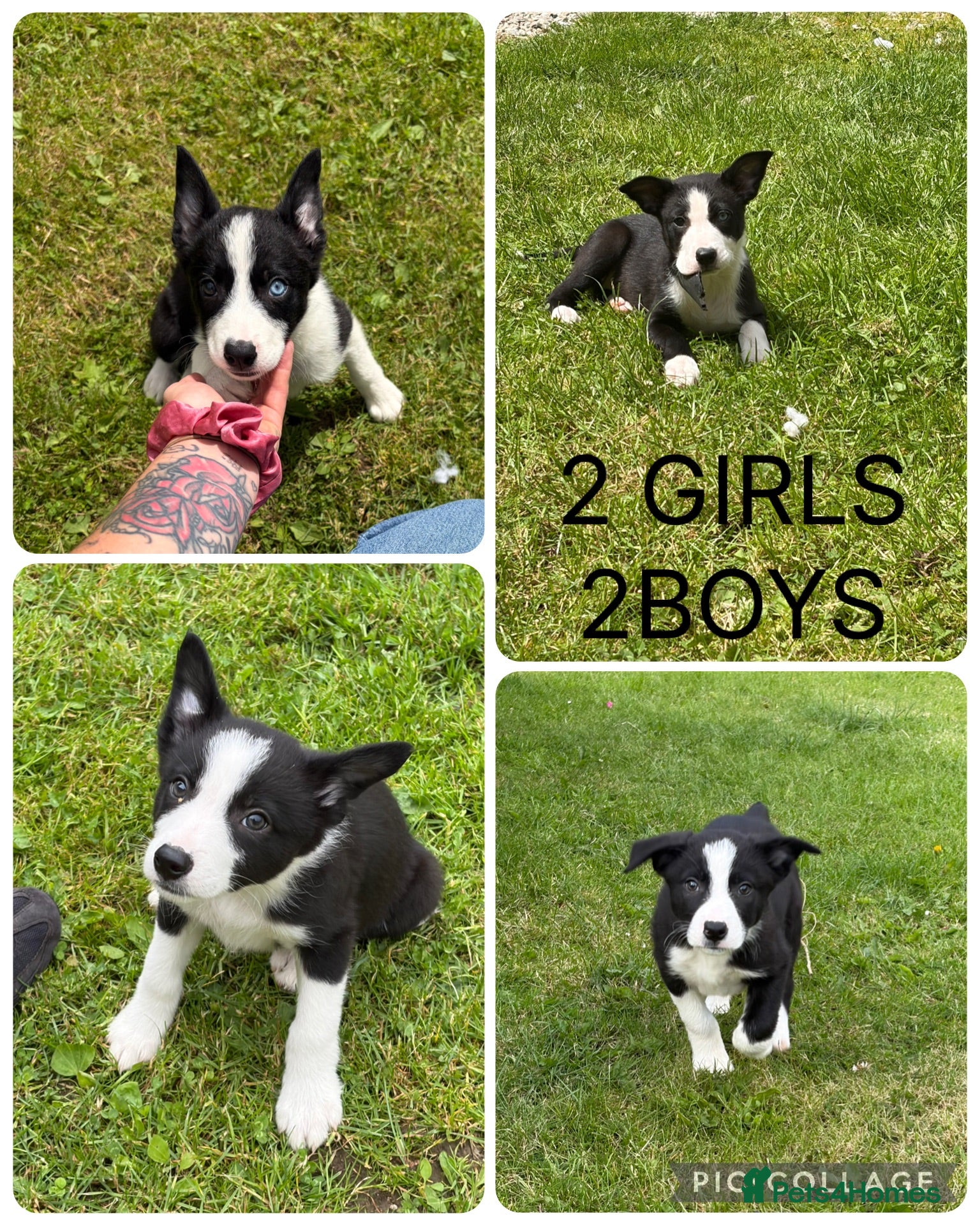 Border Collie dogs ⭐️BORDER COLLIE PUPS⭐️ READY TO GO - Advert 6