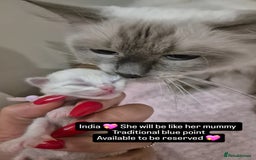 Ragdoll cats for sale: Quality ragdoll kittens 🐾 Sepias & traditional  - Image 15