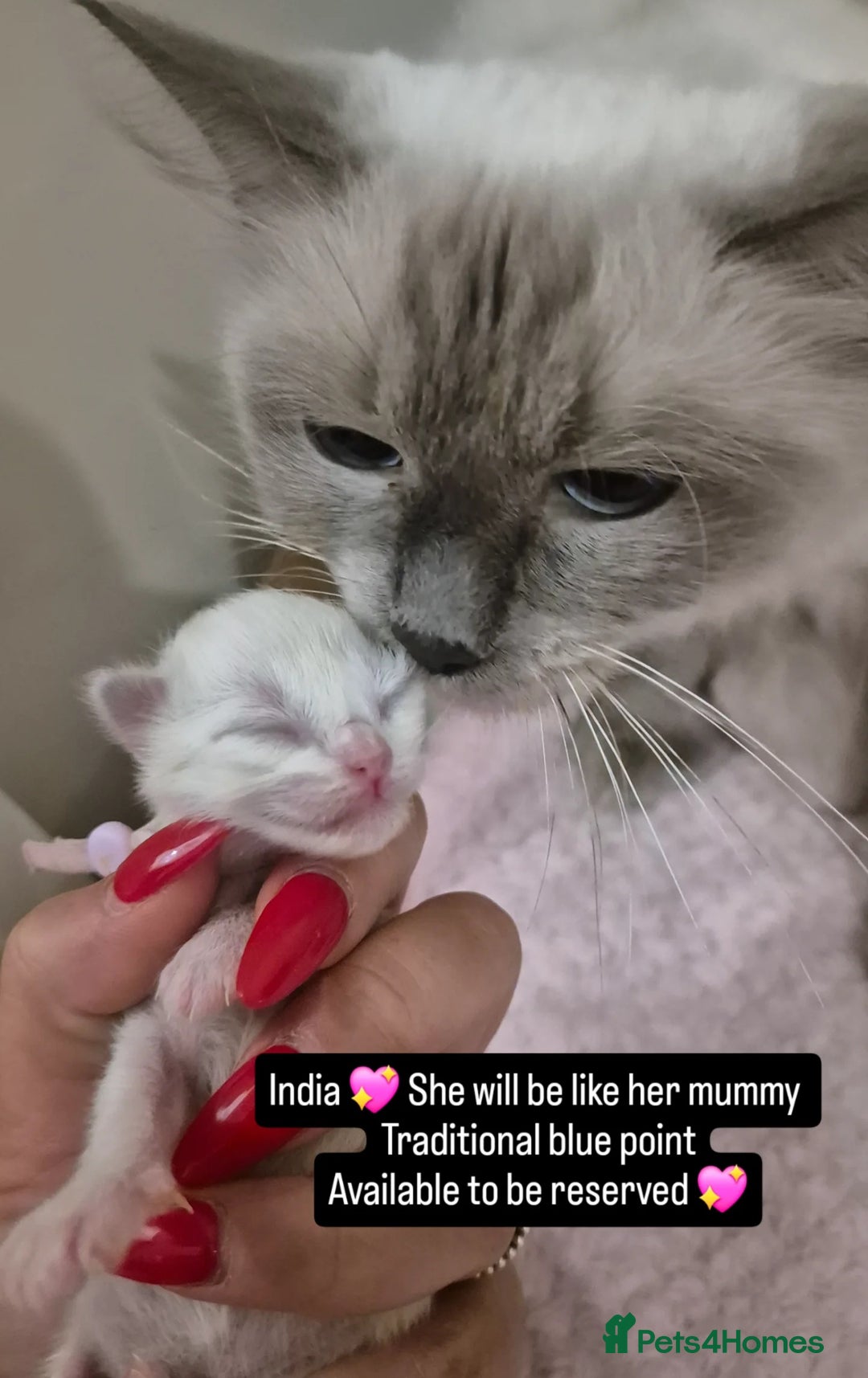 Ragdoll cats for sale: Quality ragdoll kittens 🐾 Sepias & traditional  - Image 15