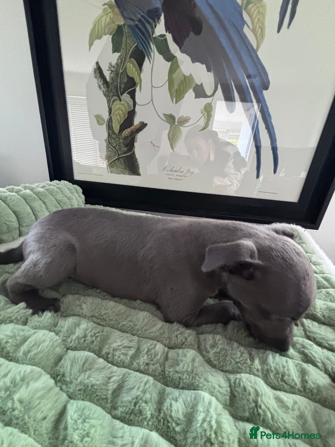 Whippet dogs for sale: Blue whippets  - Image 7