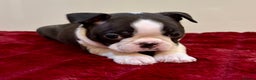 Boston Terrier dogs for sale: Boston Terriers for sale - Advert 14