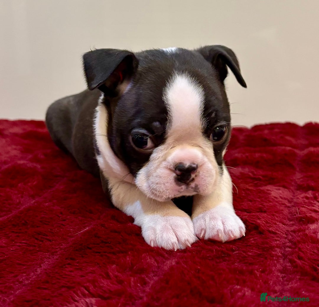 Boston Terrier dogs for sale: Boston Terriers for sale - Advert 14