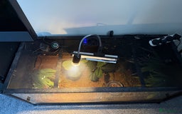 Toad reptiles for sale: FEMALE CANE/SURINAME TOAD & SET UP - Advert 7