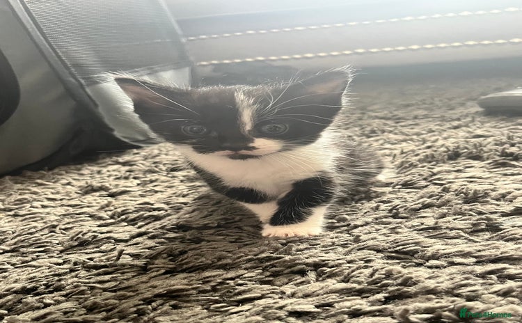 Mixed Breed cats - Advert 2