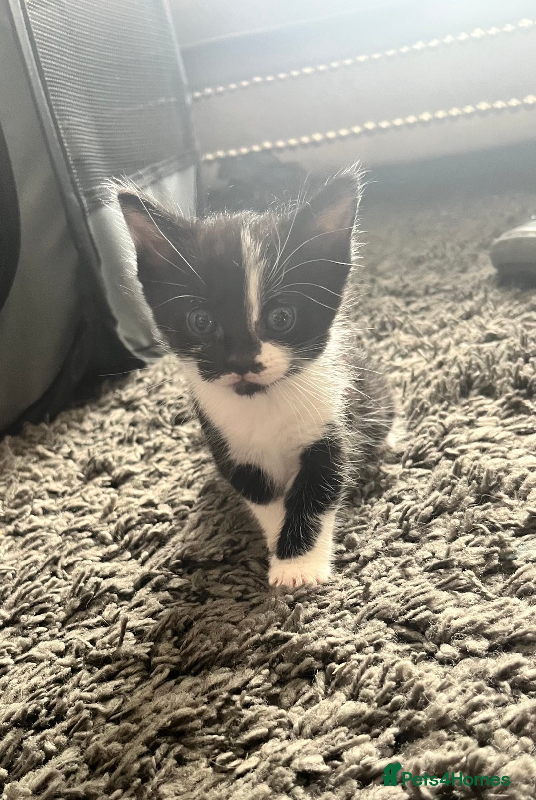 Mixed Breed cats for sale: Boy kitten - Image 1