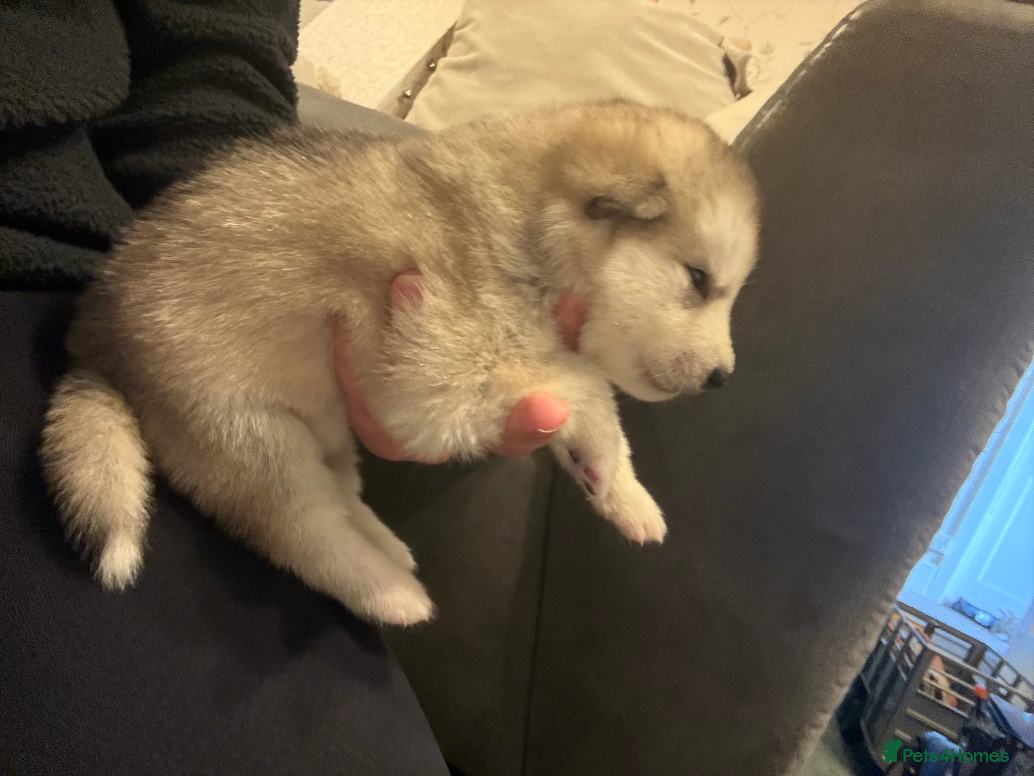 Alaskan Malamute dogs for sale: K.C Registered Quality Alaskan Malamute Puppies - Advert 23