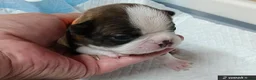 Mixed Breed dogs for sale: Boston Cross Pups Looking for Their Forever Home - Advert 15