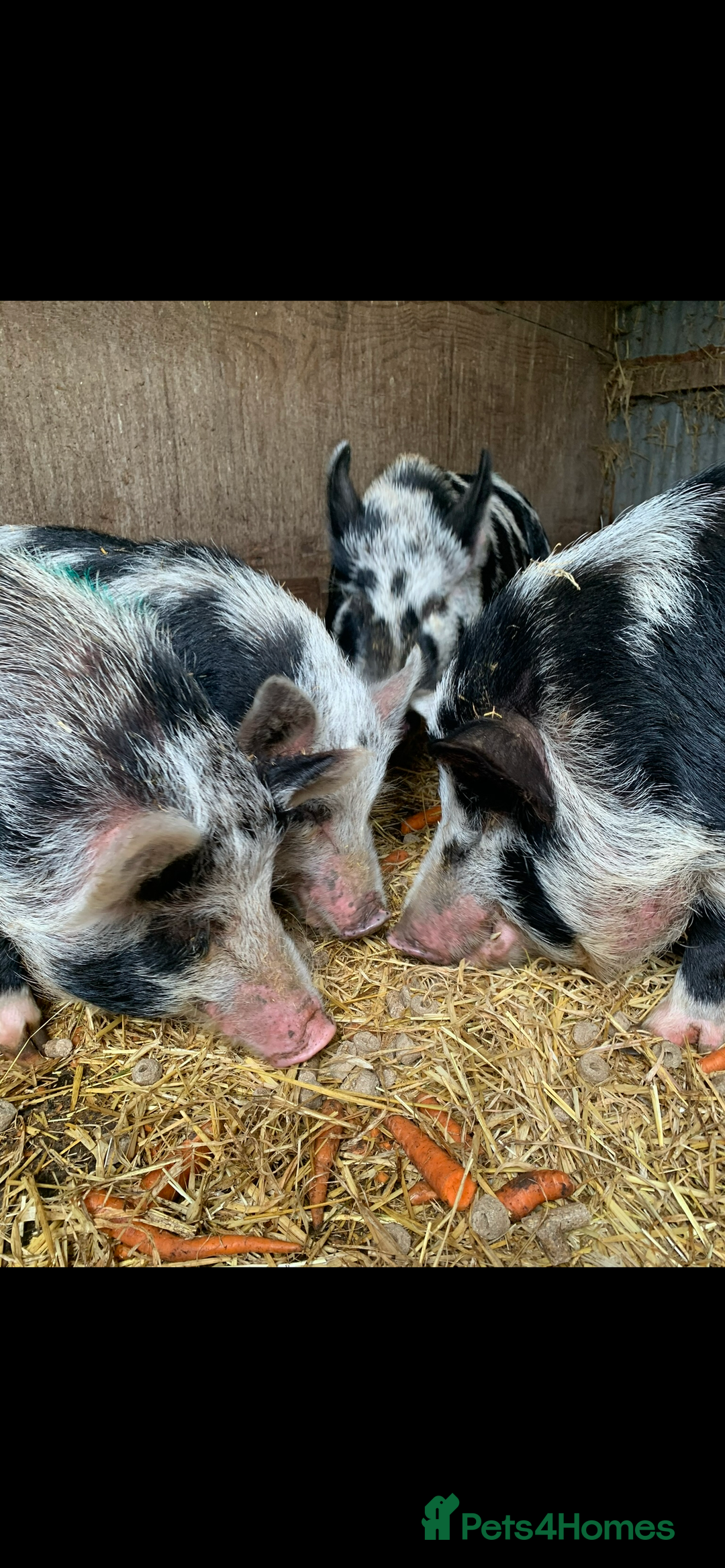 Pig livestock for sale: Pet pigs - Advert 1