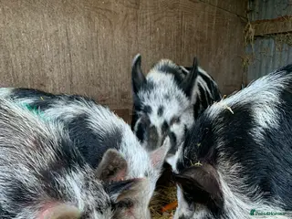 Pig livestock Pet pigs - Advert 17