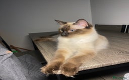 Ragdoll cats for sale: Ragdoll kitten  - Image 9