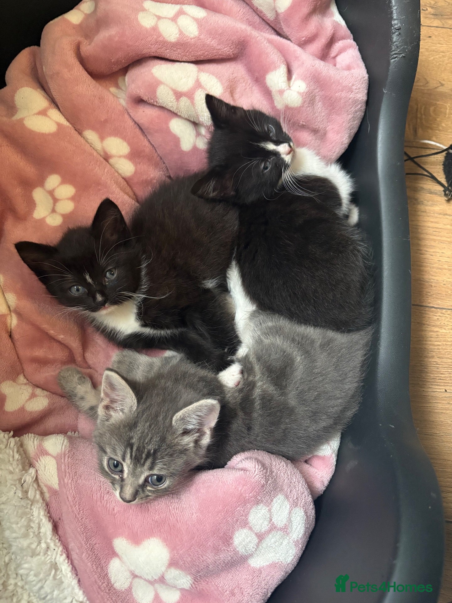 Mixed Breed cats Maine coon X kittens - Advert 1