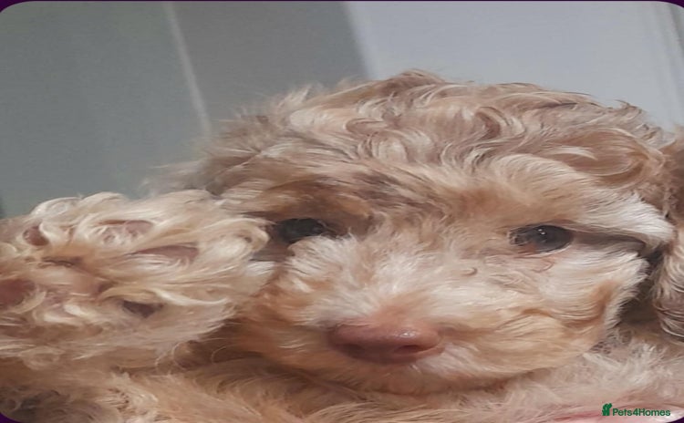 Cockapoo dogs - Advert 2
