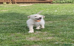 Mixed Breed dogs for sale: F1 Shepadoodle Puppies in Boston - Image 15