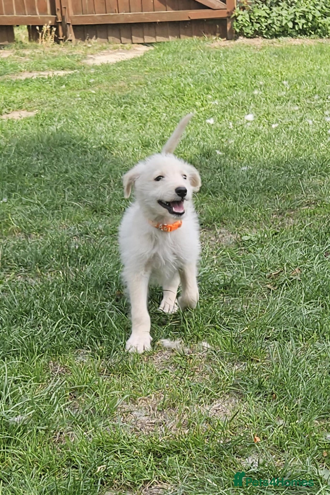 Mixed Breed dogs for sale: F1 Shepadoodle Puppies in Boston - Image 15