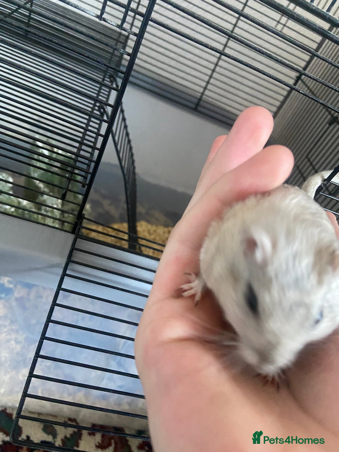 Gerbil rodents for sale: 5 male gerbals with cage for sale  - Image 3