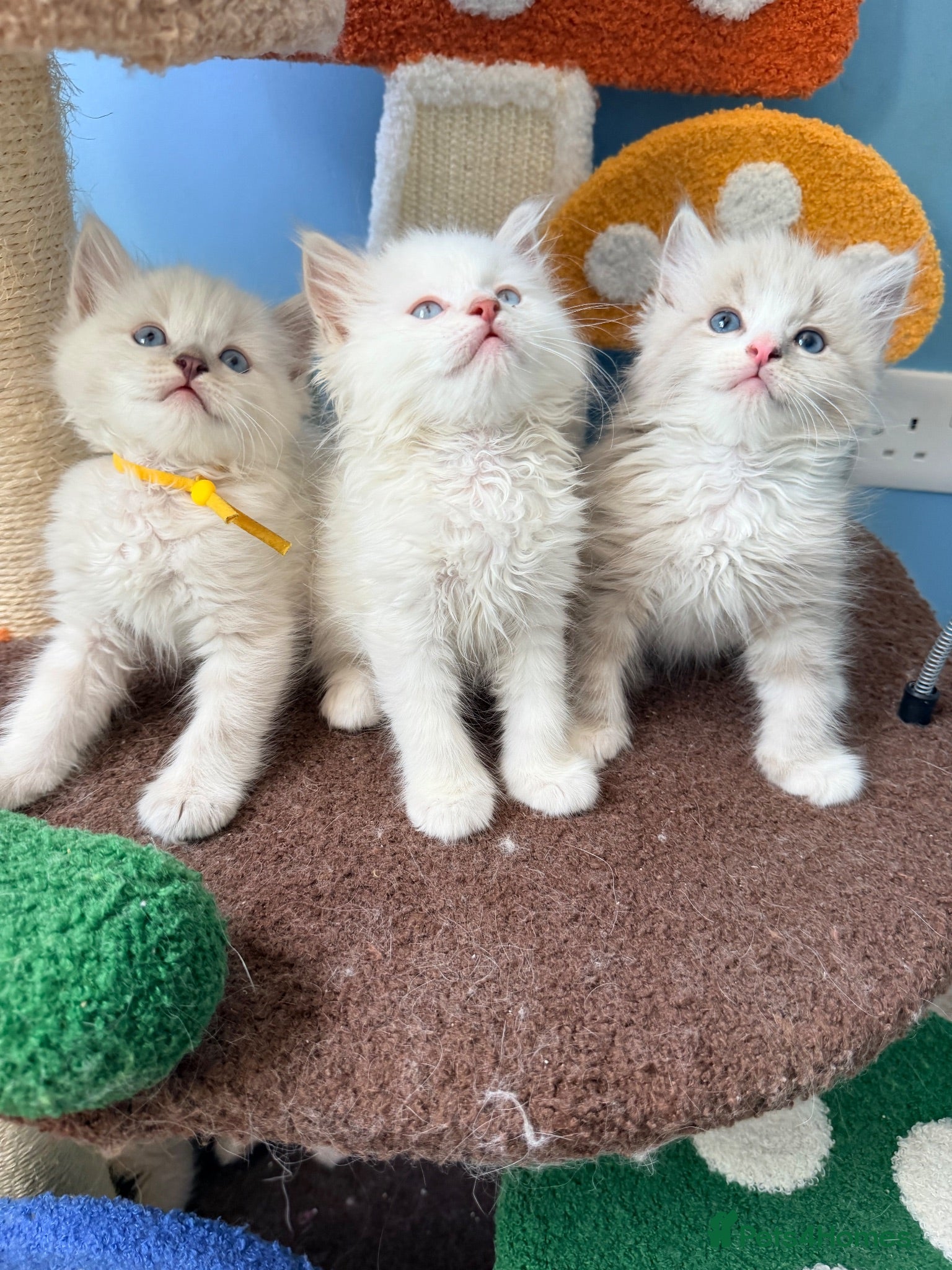 Ragdoll cats 2 tica reg ragdolls  - Advert 1