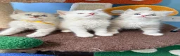 Ragdoll cats for sale: 3 tica reg ragdolls  - Advert 6