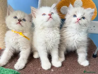 Ragdoll cats 2 tica reg ragdolls - Advert 1
