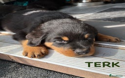 Rottweiler dogs for sale: Family bred and loved Rottweiller puppies - Image 16
