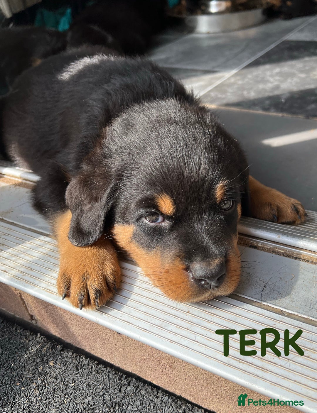 Rottweiler dogs for sale: Family bred and loved Rottweiller puppies - Image 16