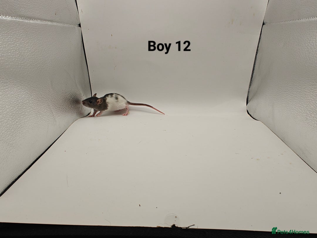 Rat rodents for sale: DEC: 24 Rats (5 Rats: 3 Boys & 2 Girls Left) - Advert 12