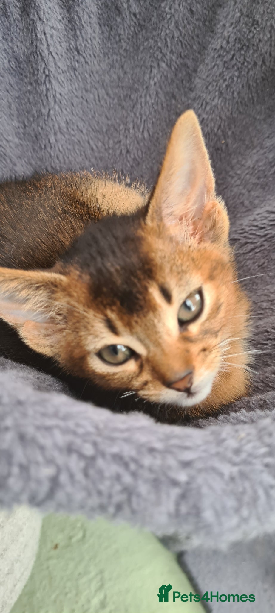 Abyssinian cats Beautiful pedigree tica abyssinian kittens - Advert 5