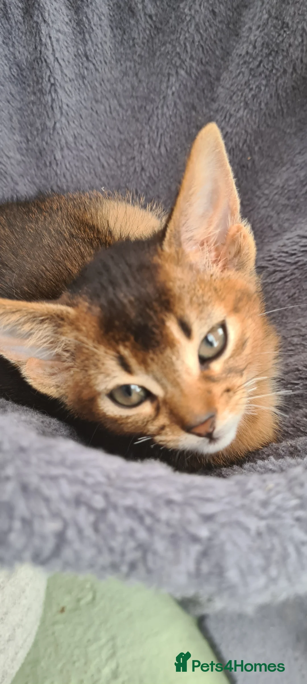 Abyssinian cats for sale: Beautiful pedigree tica abyssinian kittens - Advert 2