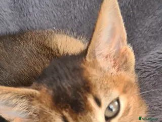 Abyssinian cats Beautiful pedigree tica abyssinian kittens - Advert 5