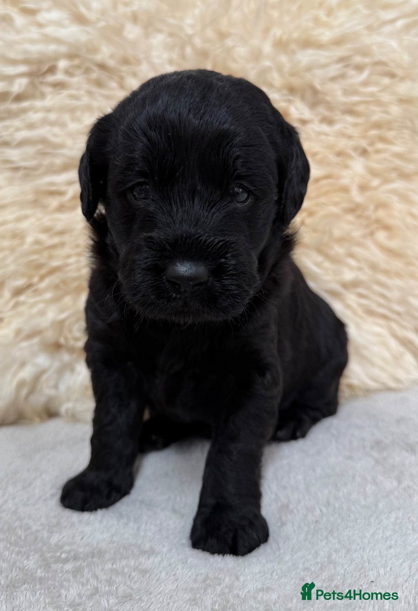 Labradoodle dogs for sale: Fabulous F1 labradoodles  - Advert 4