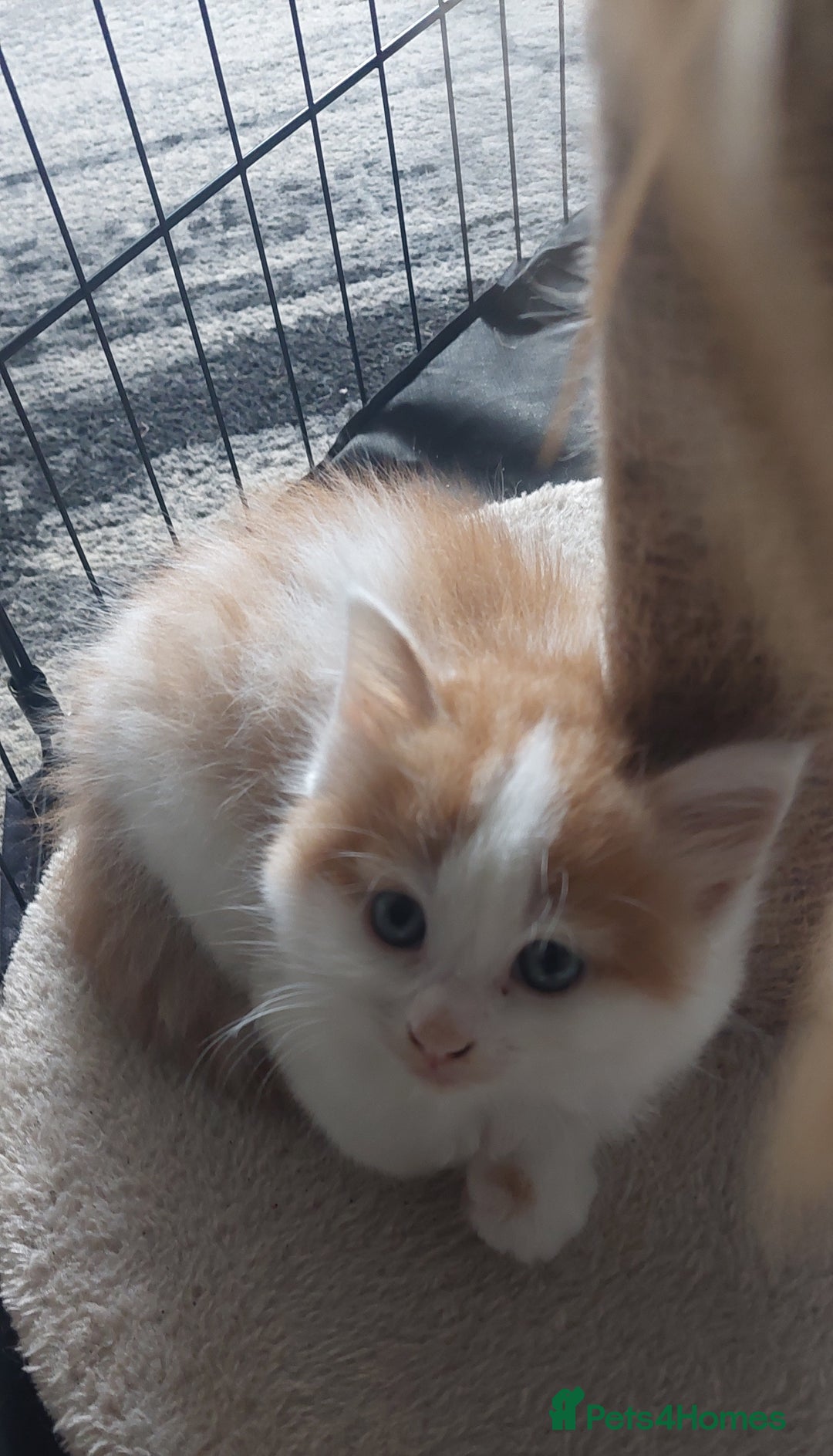 Mixed Breed cats for sale: Very fluffy ginger male - Advert 4