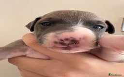 Italian Greyhound dogs for sale: Beautiful Italian Greyhound puppies for sale  - Image 16
