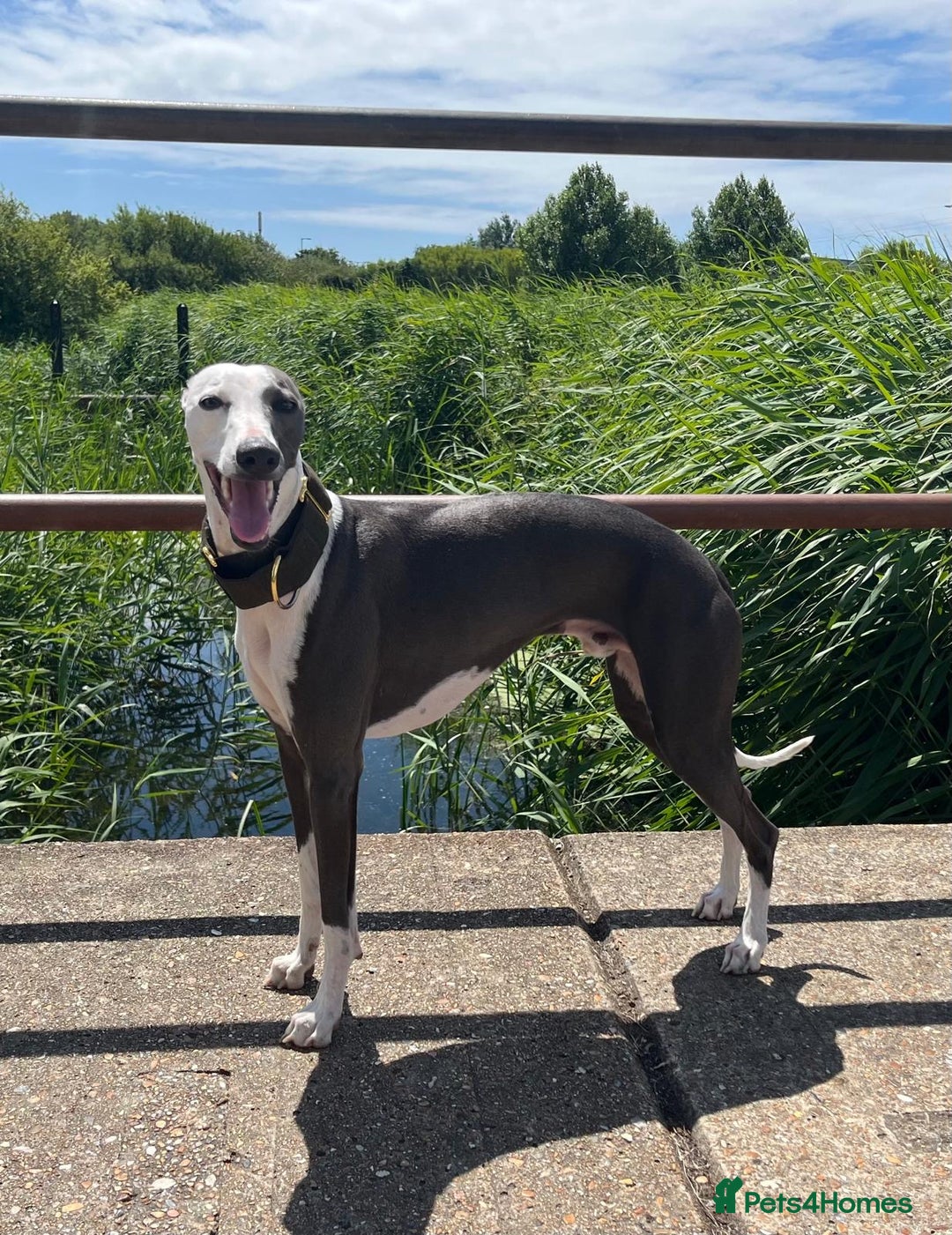 Whippet dogs for stud: Whippet For Stud in Eastbourne - Advert 7