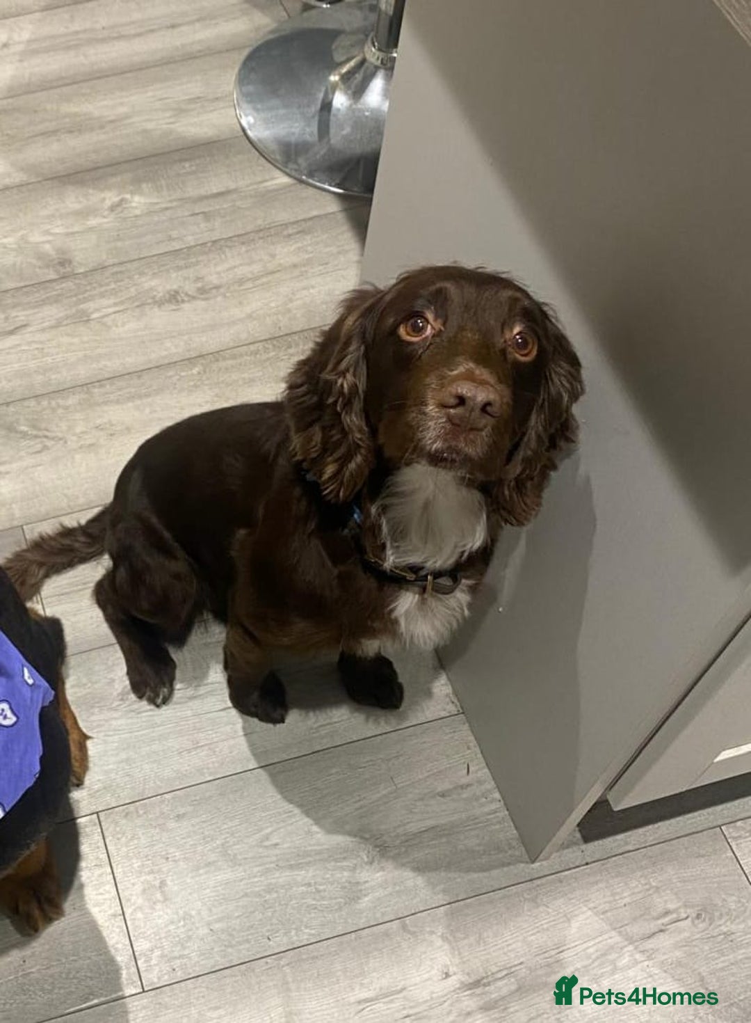 Cocker Spaniel dogs for sale: Cocker spaniel puppy’s  - Image 3