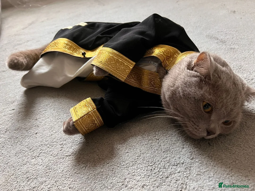 British Shorthair cats for sale: 🐾 Stunning Purebred British Shorthair Kittens - Advert 2