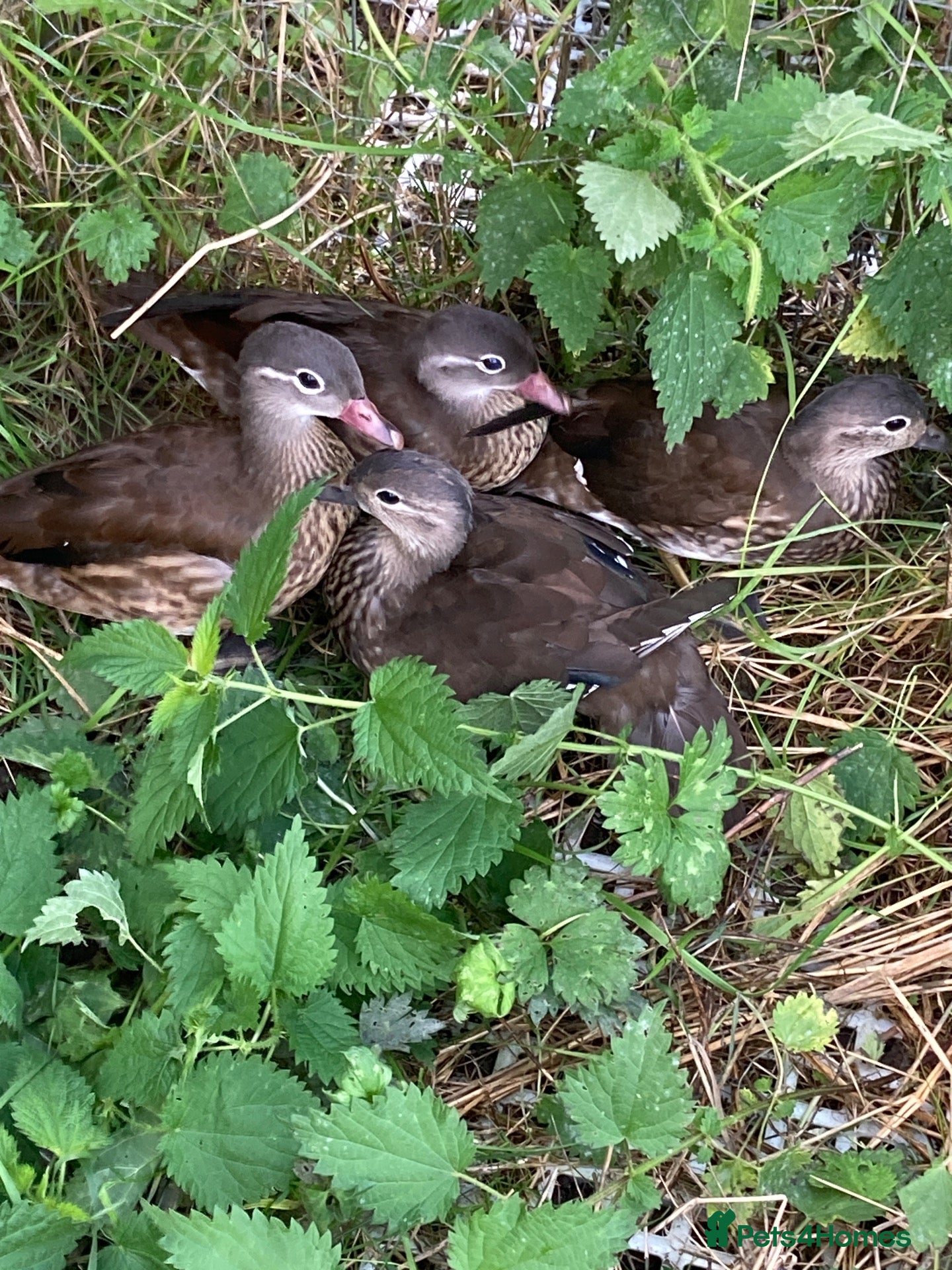 Waterfowl poultry Mandarin ducks  - Advert 16