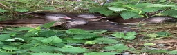 Waterfowl poultry for sale: Mandarin ducks  in Preston - Advert 1