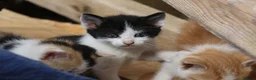 Mixed Breed cats for sale: Playful kittens  - Advert 7