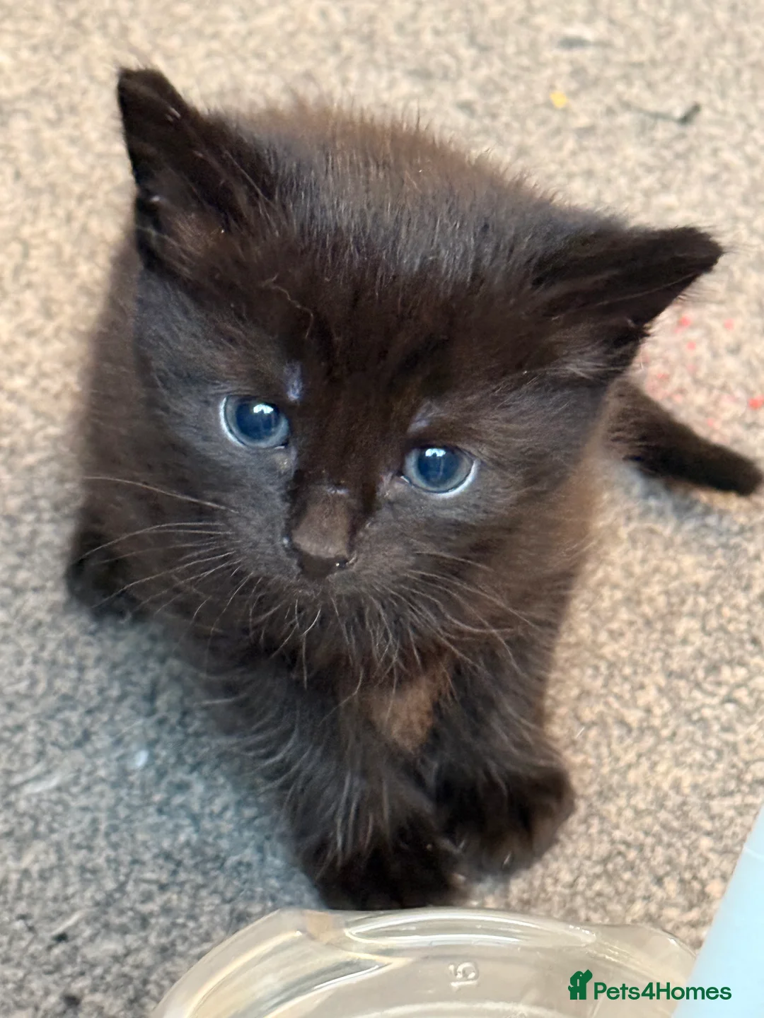 Mixed Breed cats for sale: X4 beautiful kittens looking for forever home.  - Advert 4