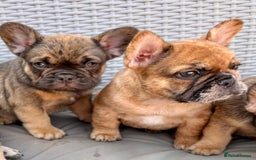 French Bulldog dogs for sale: French Bulldog Puppy 3 - QUALITY PUPPIES READY NOW, health tested parents  - Image 17
