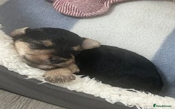 Mixed Breed dogs for sale: Adorable jackacavapoo puppies only 2 left  - Image 5