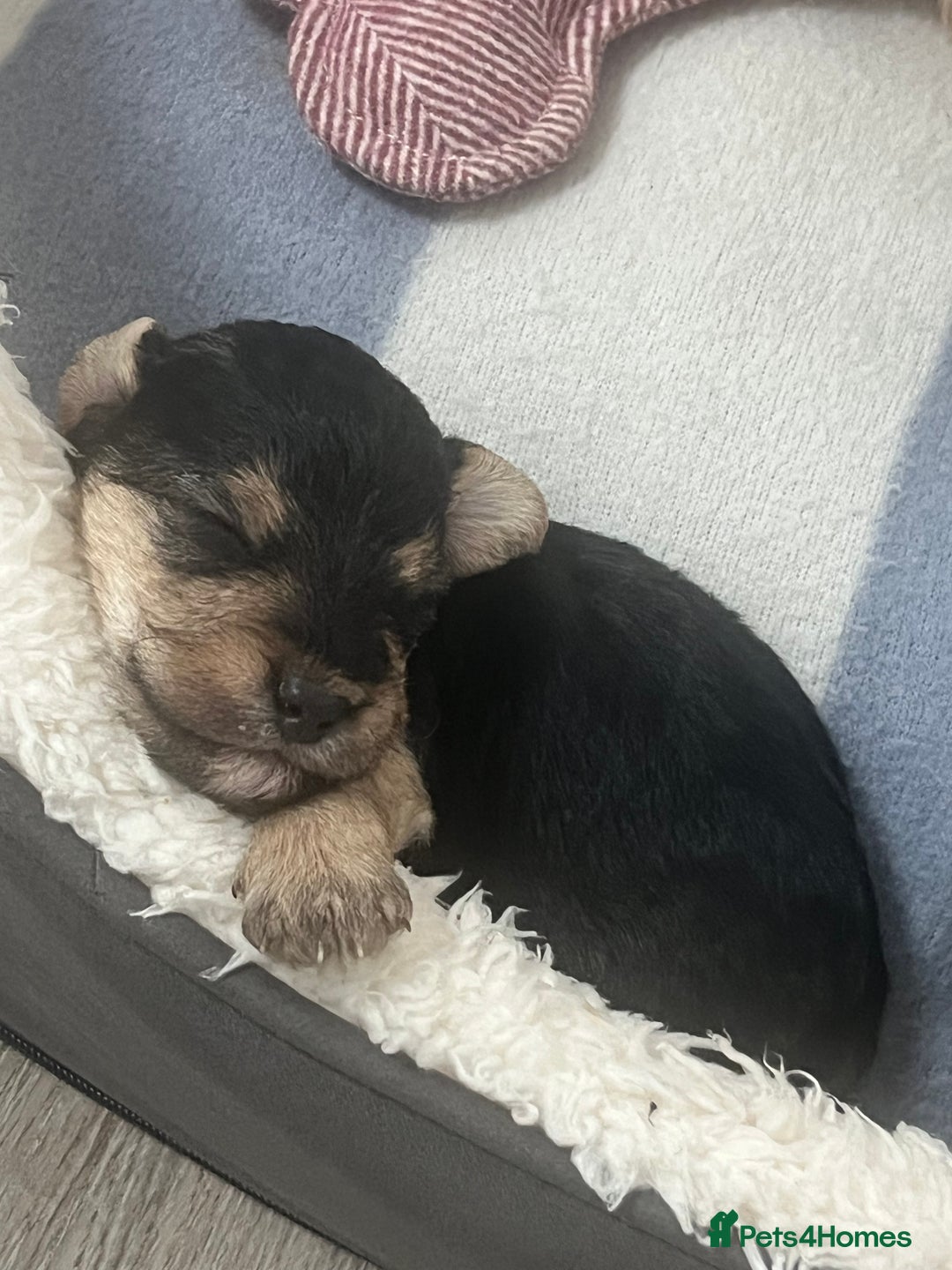 Mixed Breed dogs for sale: Adorable jackacavapoo puppies only 2 left  - Image 5