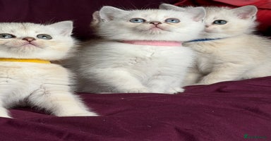 British Shorthair cats - Advert 1