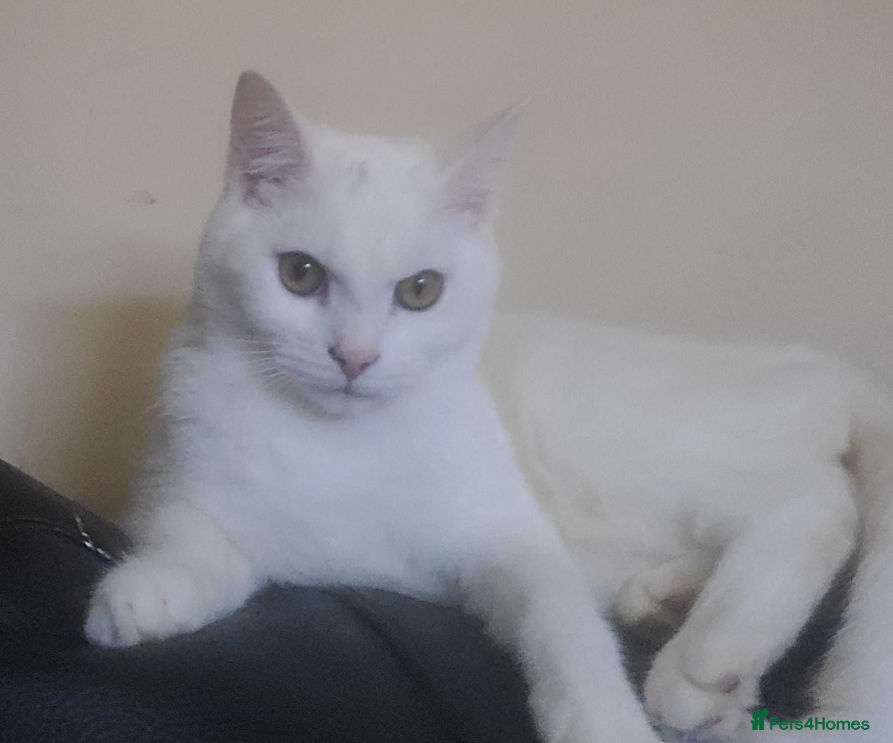 Turkish Angora cats White Turkish Angora Kittens - Advert 3